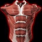 Мышечная система в 3D